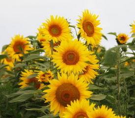 sunflowers field