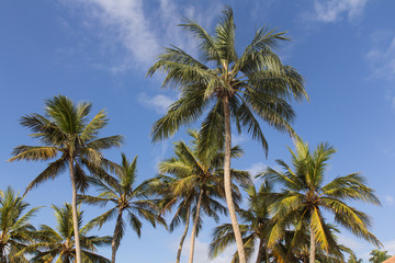 Obraz na płótnie Canvas Palms at the beach