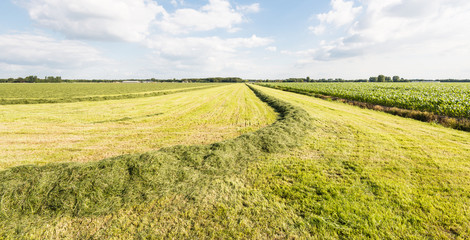 Curved windrow of harvested grass