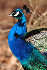 Obraz premium schimmernder Pfau