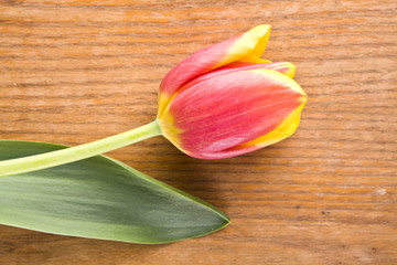 color tulip