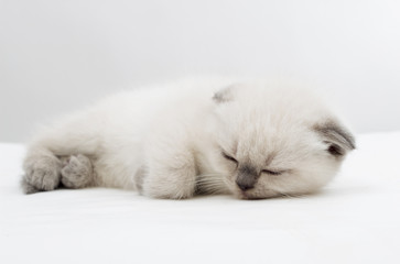 Fototapeta premium kitten sleeps