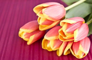 Fototapeta premium color tulip