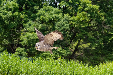 Allocco in volo, gufo, civetta
