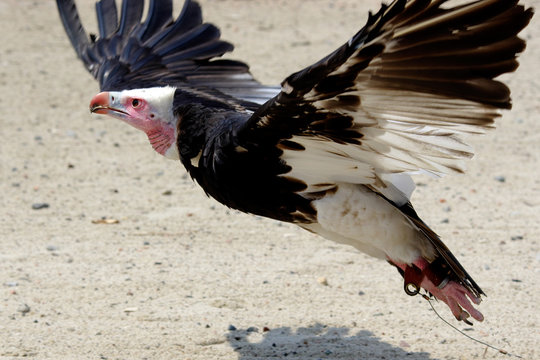 Rapace spicca il volo