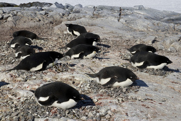 Naklejka premium Adelie penguin colony on one of the Antarctic islands