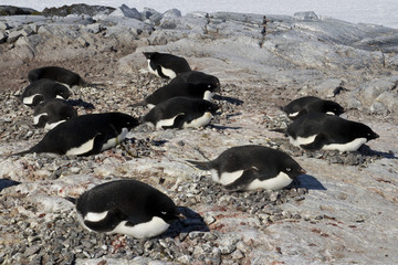 Adelie penguin colony on one of the Antarctic islands
