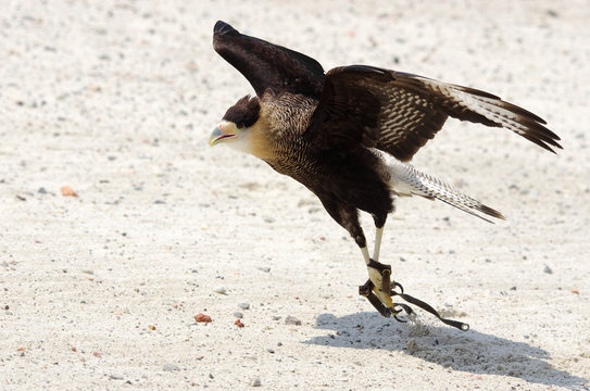 Rapace spicca il volo