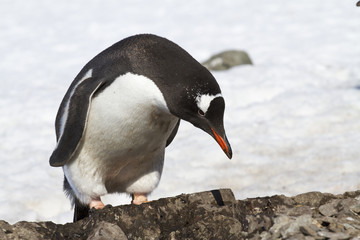 Naklejka premium Gentoo penguin which stands near the new nest