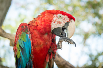 Blue and Red Macaw Parrot