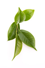 fresh tea leaves isoalted on the white background