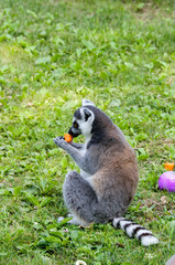 Lemure mangia una carota