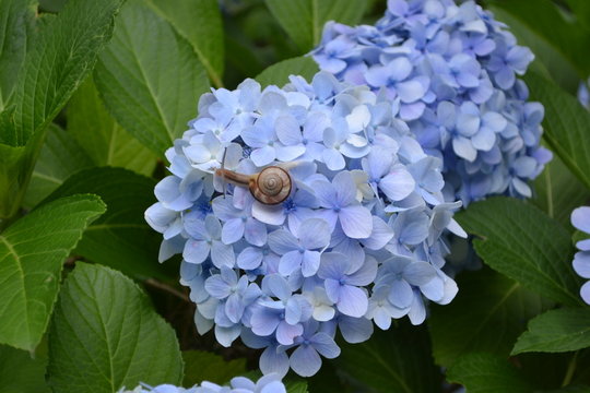 Fototapeta 紫陽花