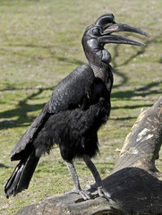 Abyssinian ground hornbill