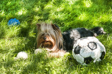 Yorkshire Terrier lying on grass and shabby leather soccer ball
