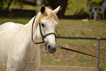 Obraz premium Cheval blanc