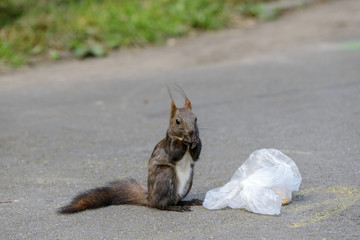 Eichhörnchen beim Frühstücken