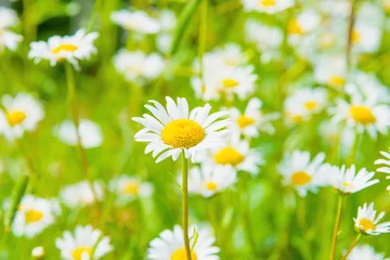 Crédence en verre imprimé Marguerites daisy on a meadow