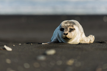 Obraz premium Robbe Seehund auf Island, Jökulsarlon