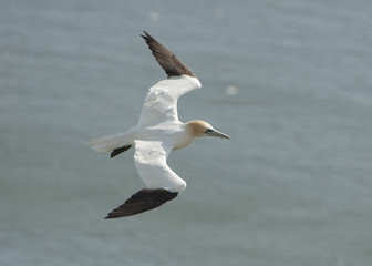 Fototapeta na wymiar Gannet seabird in flight