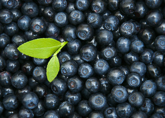 Blueberries