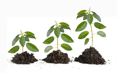 Saplings on white background