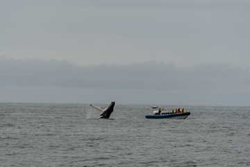 Fototapeta premium Wale Watching - Buckelwal
