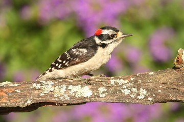 Downy Woodpecker (Picoides pubescens)