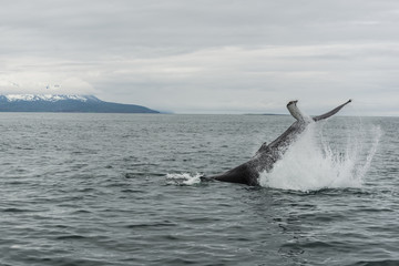 Fototapeta premium Wale Watching - Buckelwal