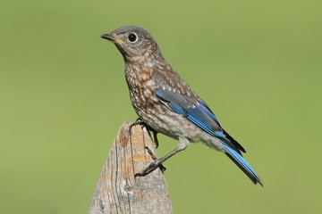 Baby Eastern Bluebirds