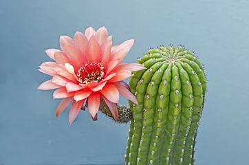 Rolgordijnen Bloeiende cactus © Dmitry
