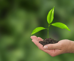 Sapling in hand