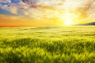 Naklejka na ściany i meble Meadow of wheat on sunset.