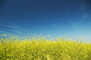 Obraz premium Meadow of rape.
