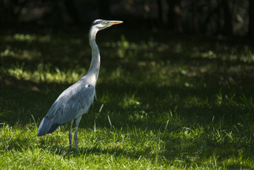 Gray heron