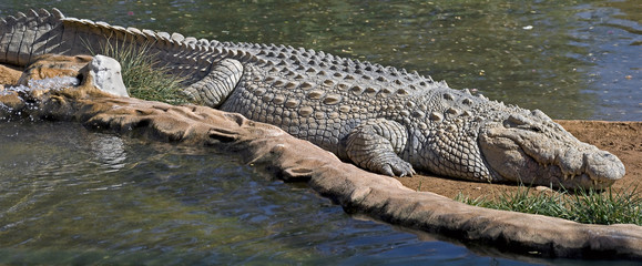 Nile crocodile