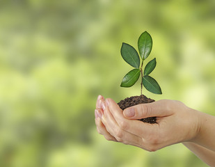 Sapling in hands