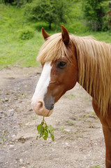 Obraz premium Portrait of brown horse with twig