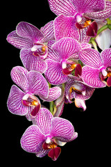 Orchideen