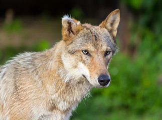 Fototapeta na wymiar Eurasian wolf (Canis lupus lupus)