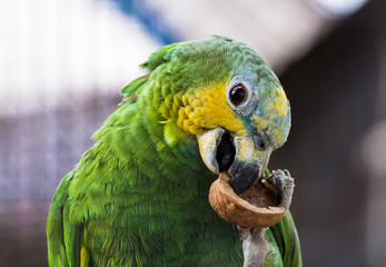 Amazon parrot