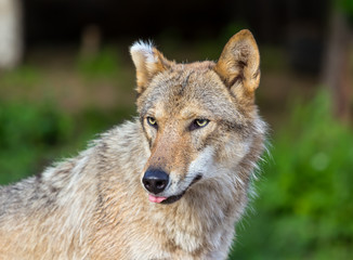 Eurasian wolf (Canis lupus lupus)