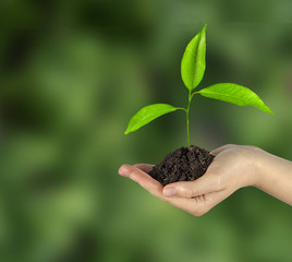 Sapling in hand