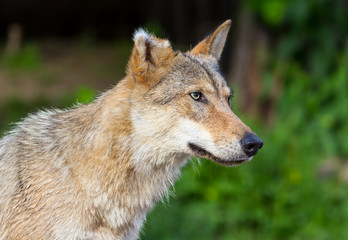 Eurasian wolf (Canis lupus lupus)