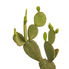 Deurstickers Cactus op witte achtergrond © Dmitry