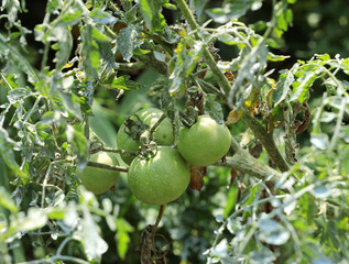 Bush of green tomato in the garden