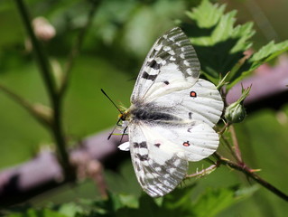 Clodius Parnassian on Blackberry