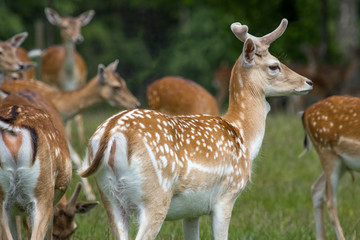 deer on a meadow