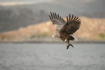 Hunting Eagle