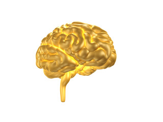 Golden Human Brain
